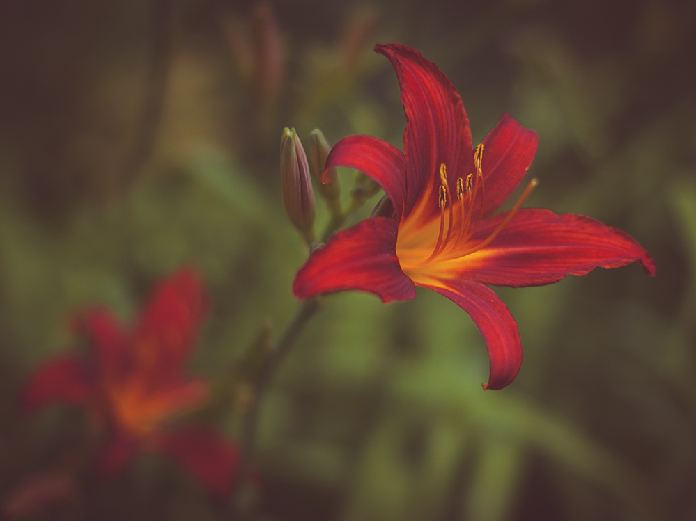 Dragon Lily by the Tall Photographer
